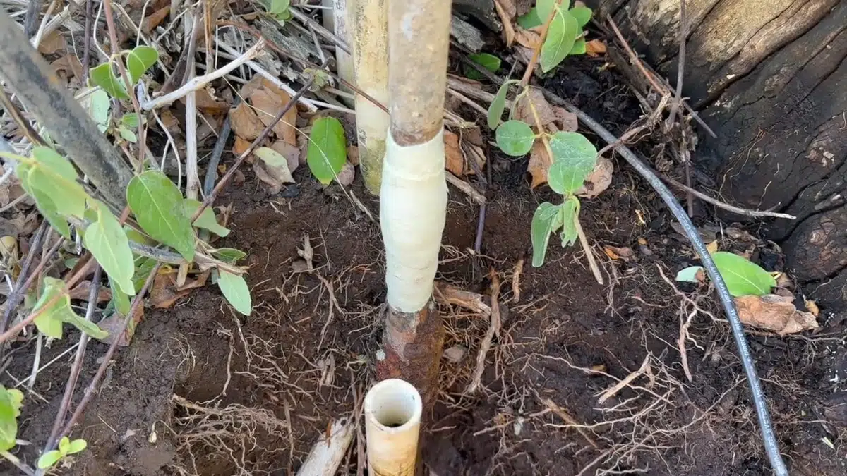Underground water service line exposed near soil and landscaping for Plumbing in Hollydale, Bellflower CA